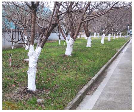 树木刷白